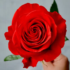 New Face Rose Plant|新面孔 image 2