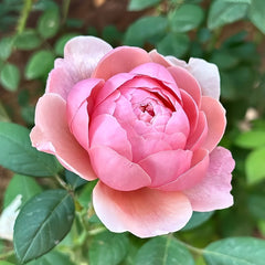 The Alnwick Rose Plant|安妮克城堡 image 1
