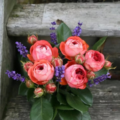 Pompeji Rose Plant | 庞贝/蓬培基 image 3