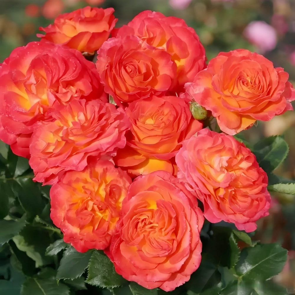 Vulcano Rose Plant|火神岛 image 0