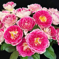 Holiday Island Guernsey Rose Plant|根西/假日岛芍药 image 2