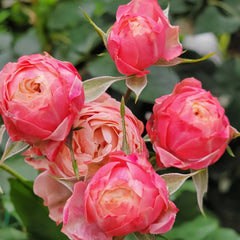 Bico Baby Romantica Rose Plant|浪漫比克 image 3