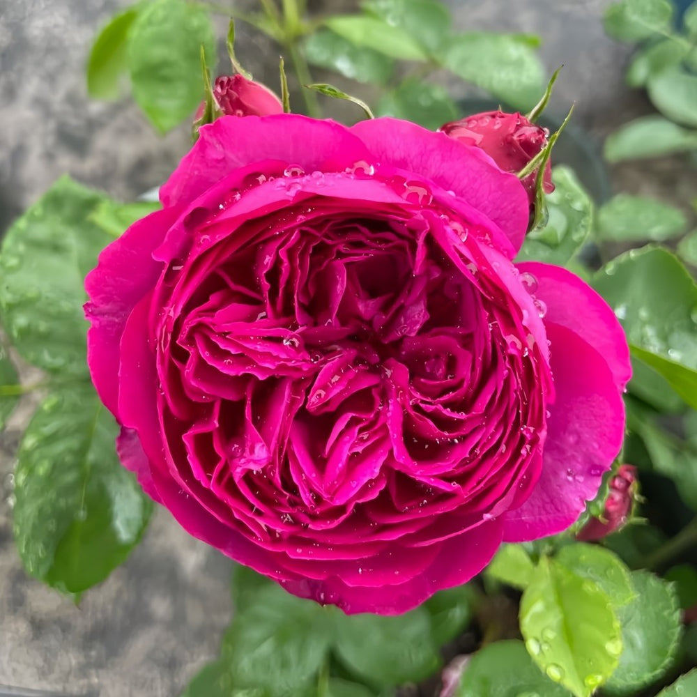 Cixuan Rose Plant|慈萱 image 0