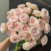 Jenny Belle Rose Plant|珍妮贝尔 image 0