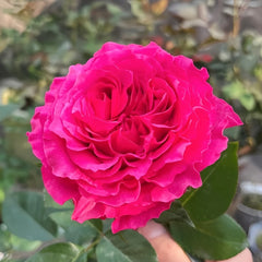 Hotspot Rose Plant|热点 image 1