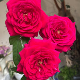 Femme fatale Rose Plant|蛇蝎美人 image 0