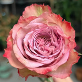 Bonnie Rose Plant|邦妮 image 0