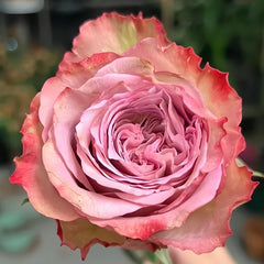 Bonnie Rose Plant|邦妮 image 0