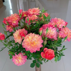 Cache Cache Rose Plant|躲躲藏藏 image 2