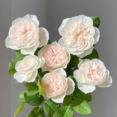 Queen of the Elves Rose Plant| 精灵女王 image 0
