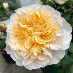 Eugenie Rose Plant|尤金妮 image 1