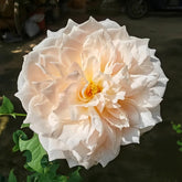 Totoro Rose Plant|龙猫 image 0