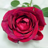 Papa Meilland Rose Plant|玫昂爸爸 image 0