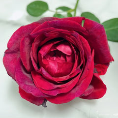 Papa Meilland Rose Plant|玫昂爸爸 image 0