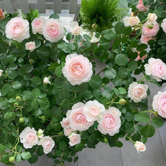 Arietta Rose Plant|小抒情曲 image 2