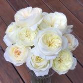 Leonora Rose Plant|Ella Rose|艾拉/尼罗娜 image 0