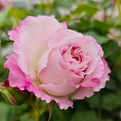 Bella Linda Fairy Rose Plant|贝拉琳达仙女 image 3
