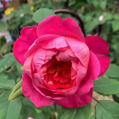 Benjamin Britten Rose Plant|本杰明布里顿 image 2