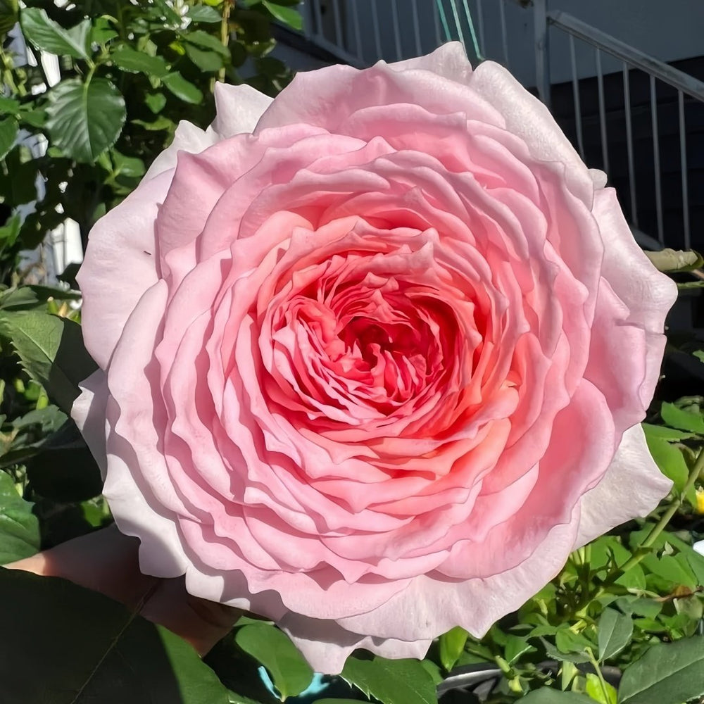 James Galway Rose Plant|詹姆斯高威 image 0