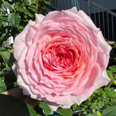 James Galway Rose Plant|詹姆斯高威 image 0