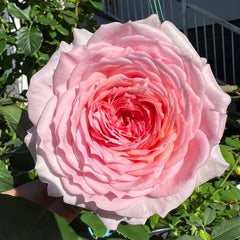 James Galway Rose Plant|詹姆斯高威 image 0