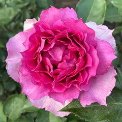 Sheherazade Rose Plant| 天方夜谭 image 1