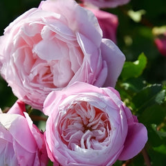 Pirouette Rose Plant|旋转芭蕾 image 3