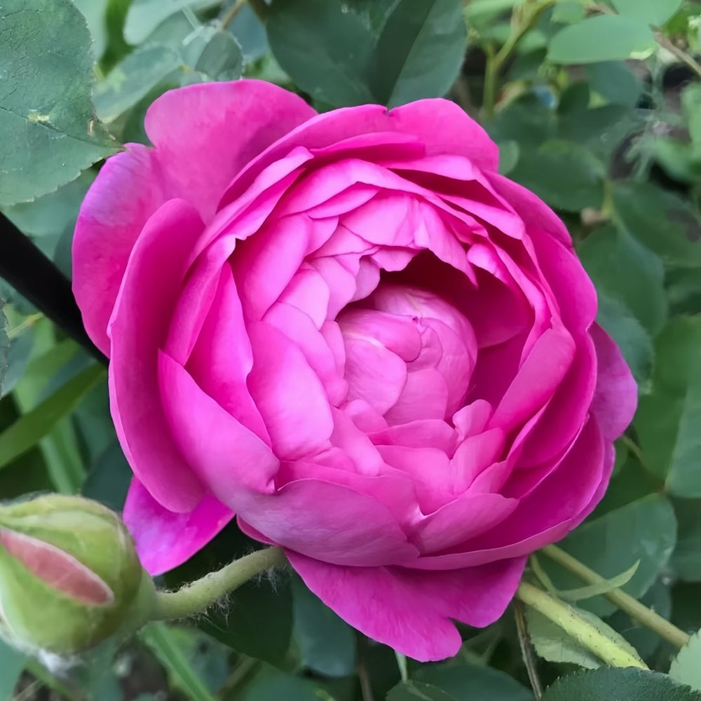 Royal Jubilee Rose Plant| 皇家庆典 image 0
