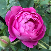 Royal Jubilee Rose Plant| 皇家庆典 image 0