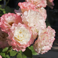 Carmagnole Rose Plant|革命曲 image 0