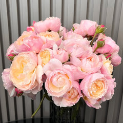 Yingyingfen Rose Plant|盈盈粉 image 0