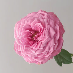 Peonikiss Rose Plant|牡丹之吻 image 2
