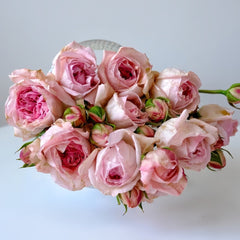 Pomponella Summerhouse Rose Plant|蓬波内拉避暑别墅 image 1