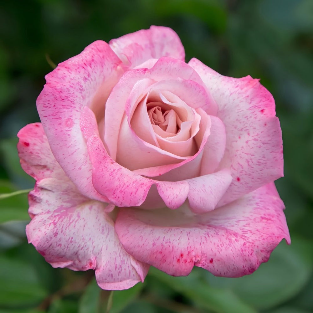 MEIvanae Rose Plant|里昂优雅 image 0