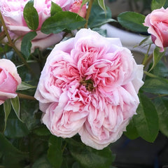 Schöne Maid Rose Plant|美少女 image 1