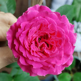 Sapphire Rose Plant|伊芙蓝宝石 image 0