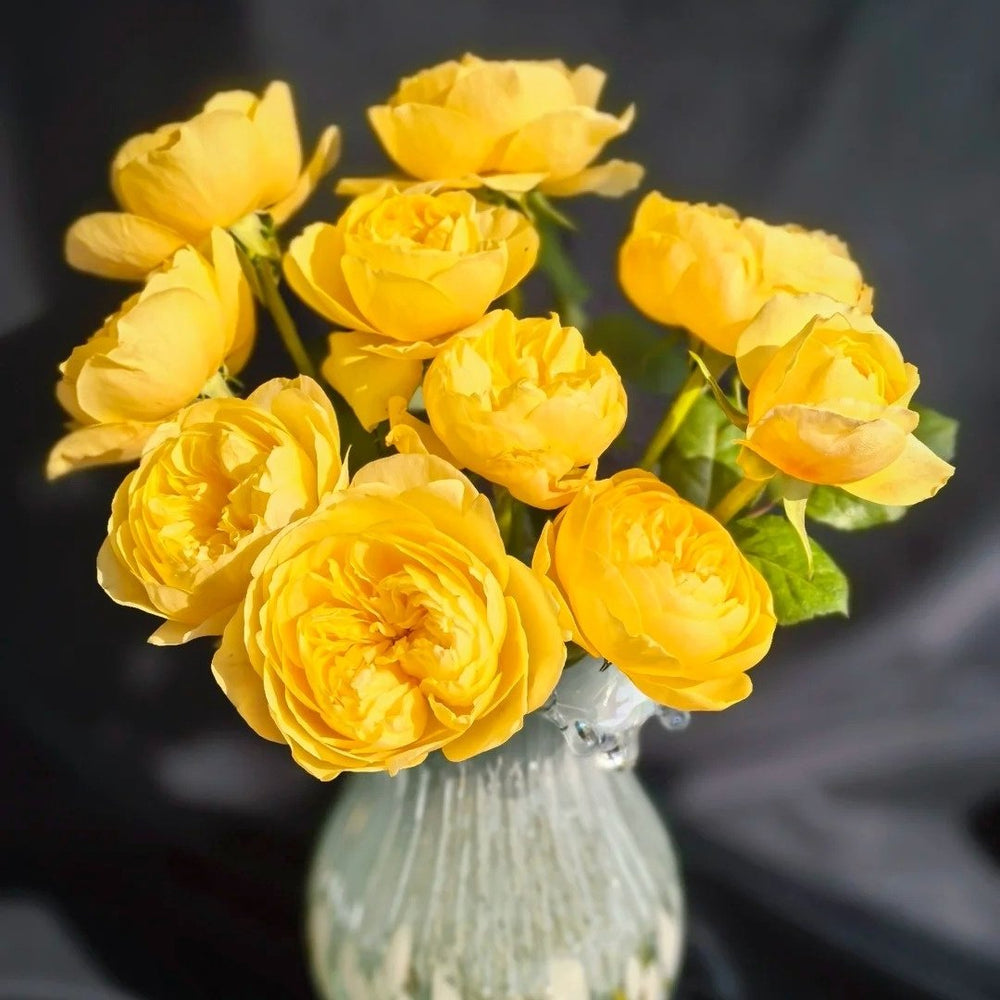 Jeanne d’Arc Rose Plant|圣女贞德 image 0