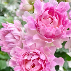 Maria Callas Rose Plant | 苏芬/海葵宝宝 image 3