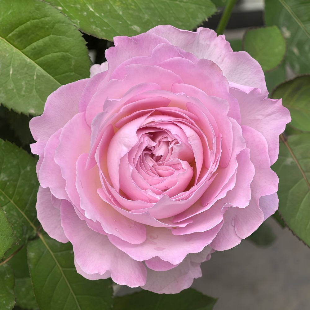 Xingyuan Xueqing Rose Plant | 杏苑雪晴 image 0