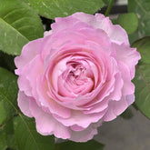 Xingyuan Xueqing Rose Plant | 杏苑雪晴 image 0