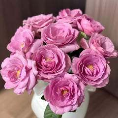 Syrinx Rose Plant|西林克斯 image 1