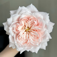 Solahana Rose Plant|天空 image 1