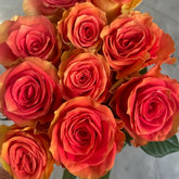 Grandiose Rose Plant|麦迪娜广场 image 0