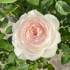 Shizuku Rose Plant|心之水滴 image 1