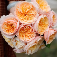 Juliet Rose Plant|朱丽叶 image 3