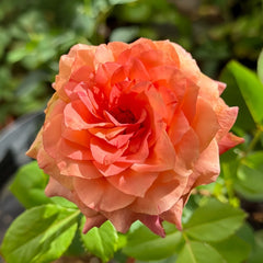 Country Aquarelle Rose Plant|乡村水彩画 image 0