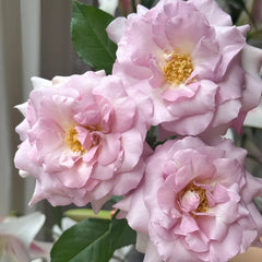 Lilac Beauty Rose Plant|丁香美人 image 1