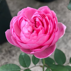 Momoka Rose Plant|桃香 image 2