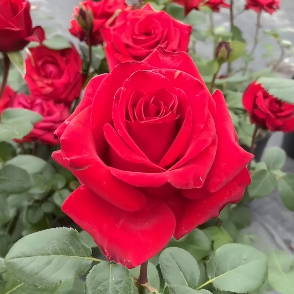 Red France Rose Plant|法国红 image 0