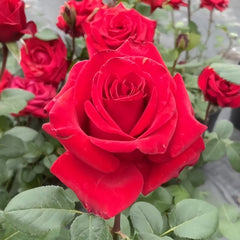 Red France Rose Plant|法国红 image 0